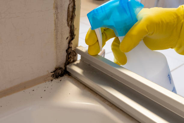 Best Health and Safety Mold Remediation in Plover, WI